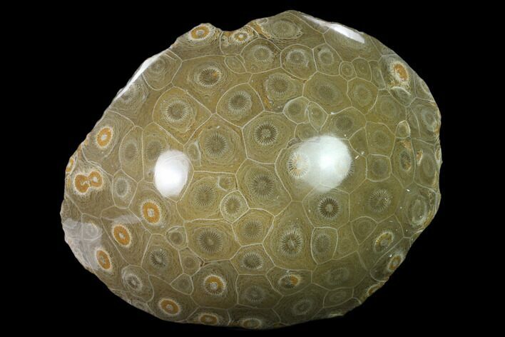 Polished Fossil Coral (Actinocyathus) - Morocco #136292
